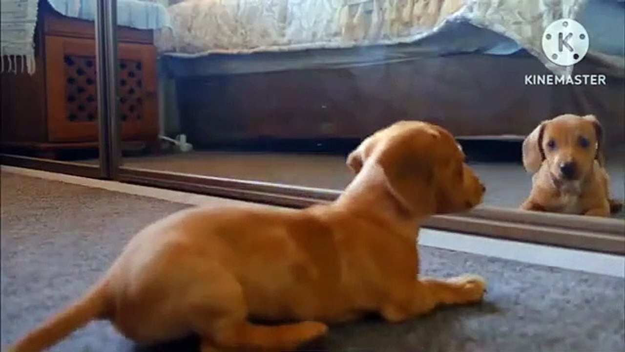 الكلب الشقى(360P)