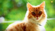 الترجيع عند القطط الأسباب المحتملة والإجراءات الوقائية