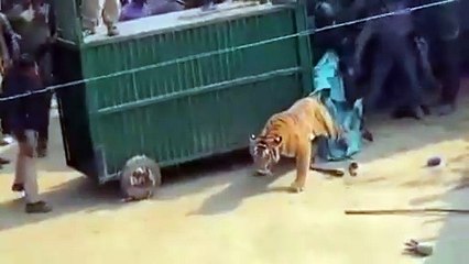 Video: चौथी डॉट में गिरी बाघिन, वन कर्मियों ने पूछ पकड़कर पिजड़े में डाला, वीडियो वायरल