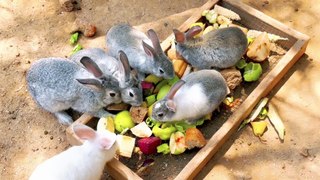 Cute Baby Rabbits Playing, Rabbits Feeding Activities | Cute Bunny Rabbits .