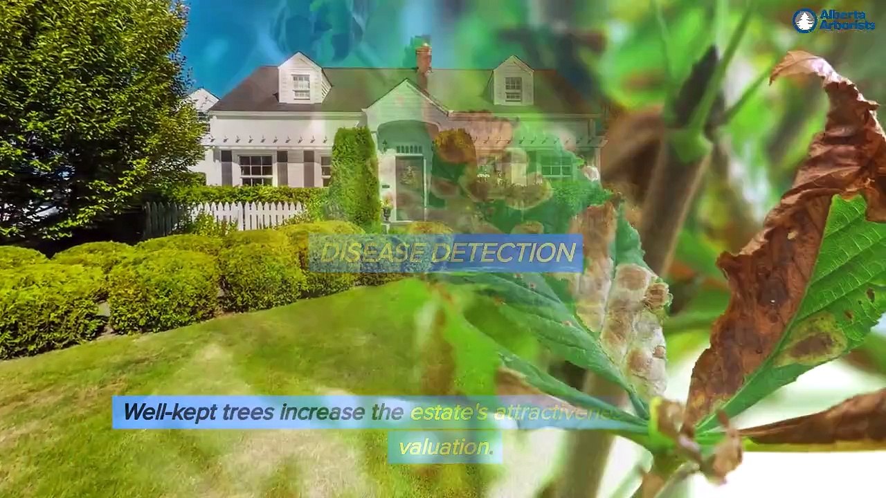 To Prune Or Not To Prune Is Pruning Truly Beneficial For Trees