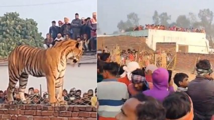 यूपी के एक गांव में घुस आया बाघ, गुरुद्वारे की दीवार पर फरमाने लगा आराम, वायरल हुआ VIDEO