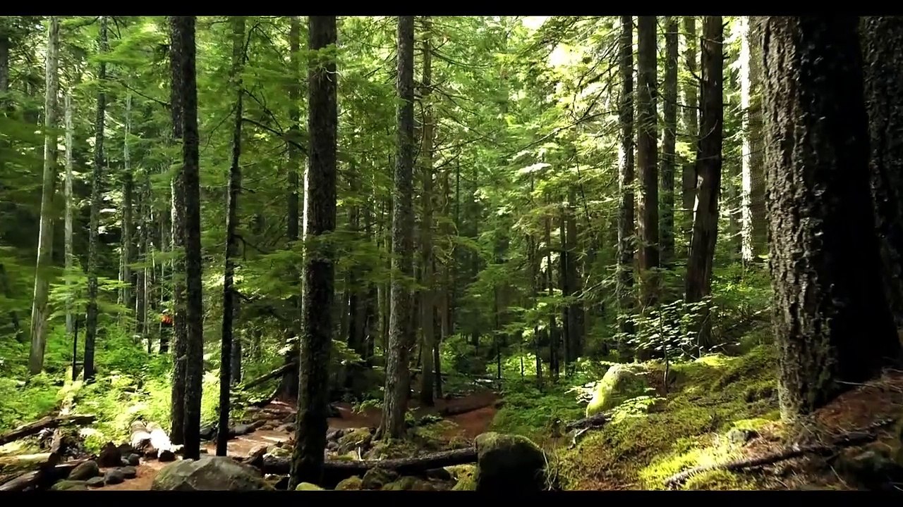 Relaxing Music