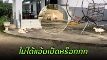 ไวรัล ! น้องเป็ดเปิดสกิลย่องหลบหมา ก่อนวิ่งขาสับดุกดิก