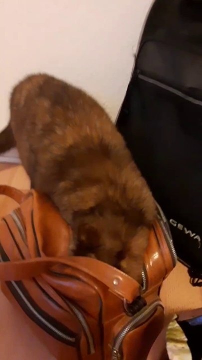 Murmel sucht Leckerlis