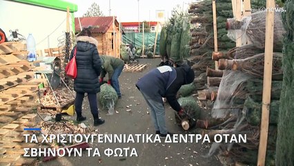 Τι γίνονται τα χριστουγεννιάτικα δέντρα όταν περάσουν οι γιορτές