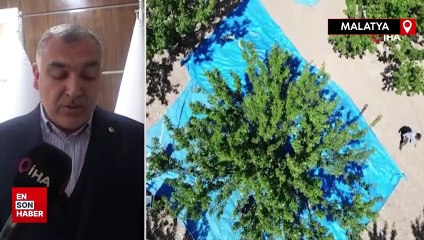 Depremin vurduğu Malatya’da kayısı yüz güldürdü