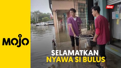 Pindah si bulus selepas kawasan klinik haiwan banjir