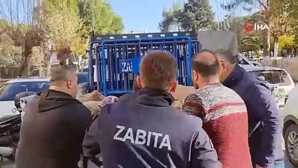 Pazarda şimdi de Çin kestanesi alarmı