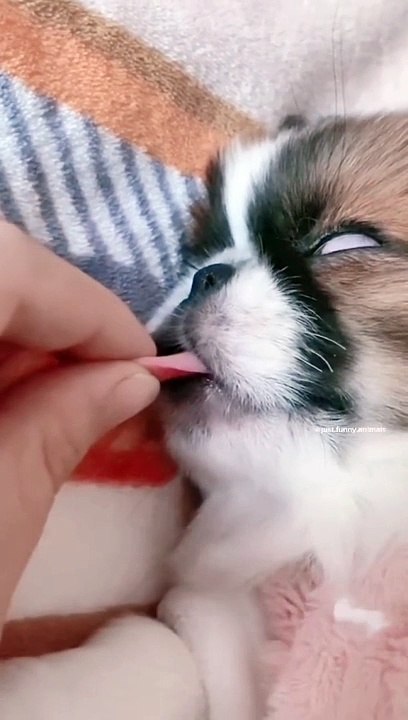 you will Laugh Out Loud in this video