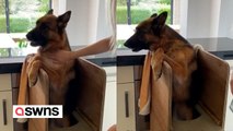 Frau baut Spezialstuhl für Hund, der kein Futter schlucken kann