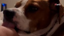 Elle révèle pourquoi les chiens ont le réflexe de lécher avant de s'endormir et fait un rappel important (vidéo)