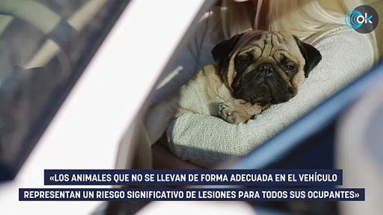 Ha cambiado todo: así es como tiene que viajar tu perro en el coche con la nueva ley animal