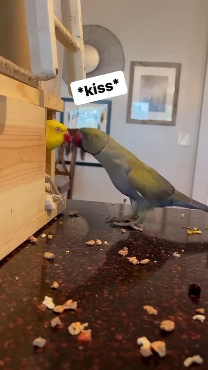 Tink has a new house!  #talkingparrot #cuteanimals #talkingbird #house #househunting