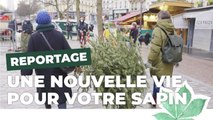 Comment recycler votre sapin de Noël à Paris ? | Paris Nature | Ville de Paris