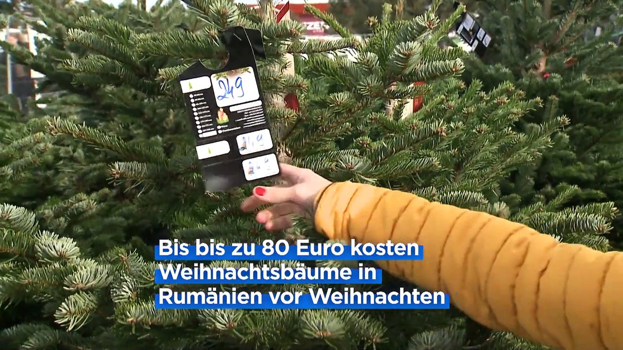 Alle Jahre wieder: Wie werde ich meinen Weihnachtsbaum wieder los?