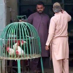 Get ready to unwind, relax, and let the comedyunfold