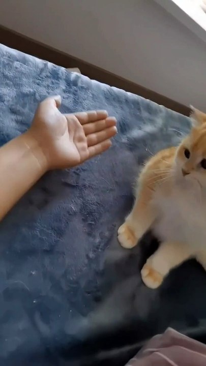 Cute cats  