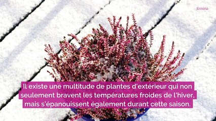 8 plantes d’extérieurs qui résistent au froid