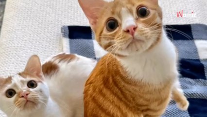 Deux chatons handicapés sont retrouvés dans la rue : elle fait tout pour les sauver