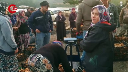 Uludağ'ın eteklerinden fışkırıyor: Vücudun protein dengesi için birebir! Kilosu 30 TL'ye düştü...