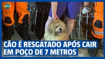 Cão é resgatado após cair em poço de 7 metros em Juiz de Fora