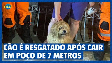 下载视频: Cão é resgatado após cair em poço de 7 metros em Juiz de Fora