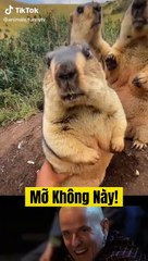 Hơi Có Mỡ Rồi Đó! 😄 Vui Nhộn và Giải Trí Thú Vị - thumbnail