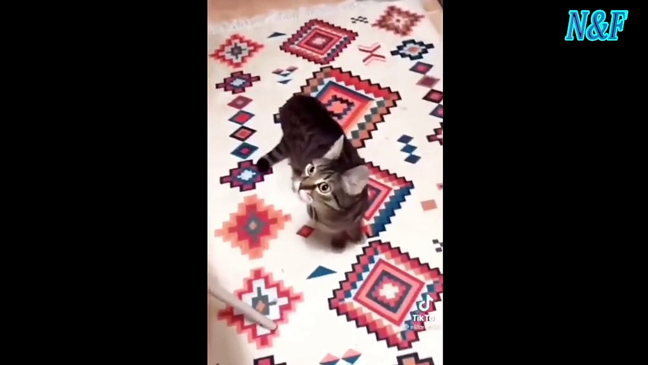 Funniest Cats Videos, The Siliest, Cutest And Funniest Cats 95