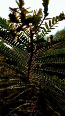 Natural Photography  Morning Vew