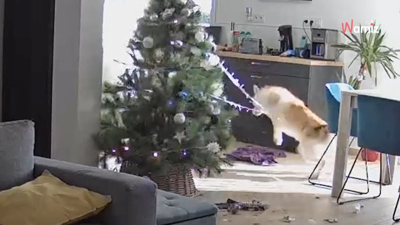 Husky sam w domu z choinką. To fatalny błąd (video)