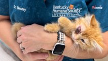 Gattino e cucciolo gravemente feriti si incontrano in clinica: situazione inaspettata per i veterinari