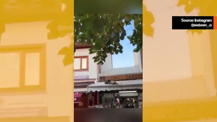 Videot tallentavat kaikkein väkivaltaisimmat kissatappelut