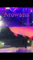 #colorfishsns895  Beautiful Arowana Fish #shorts