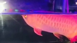 #colorfishsns895  Beautiful Arowana Fish #shorts