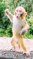 Mankey Reels Video, Viral Video, Trending Video, Hindi Video #Animals#Mankey#Viralvideo