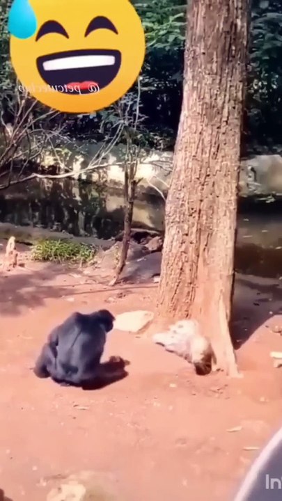 Funny cats
