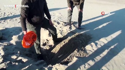 Yer Sinop: Nesli tükenme tehlikesi altındaki caretta caretta bu halde bulundu!