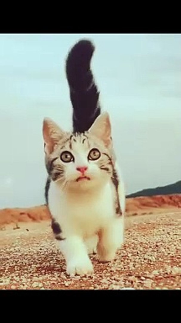 ⁣Funniest Cats 2024 Cute Cats #cats