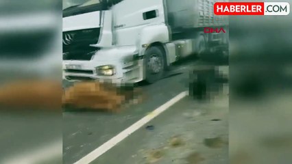 Sis nedeniyle görüş mesafesi düşen yolda TIR'ın çarptığı sürüde 7 inek öldü