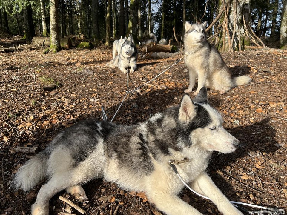 Une balade avec chiens de traîneau sans neige