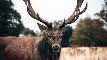 États-Unis : une épidémie de maladie de « cerf zombie » inquiète les scientifiques