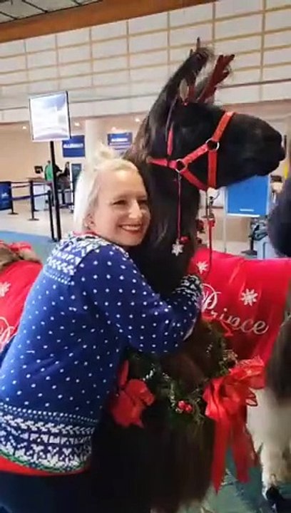 Lamas natalícios acalmam ânsias de passageiros no aeroporto de Portland