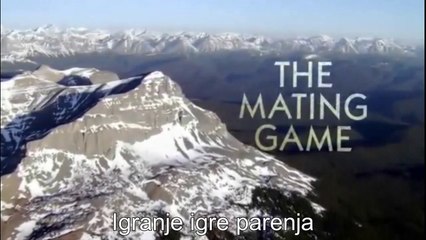 The Mating Game (Igra parenja) - Natural Born Rebels