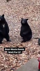 Bears Meet Dancing Santa