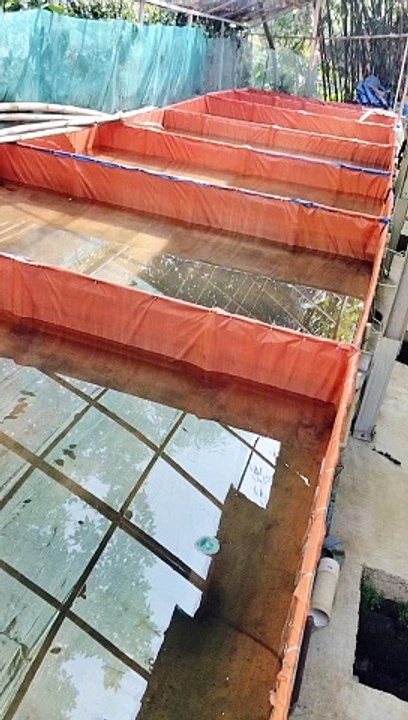 Jika larva lele sudah bisa berenang dan menyebar ke seluruh penjuru kolam kita WAJIB ngasih pakan cacing sutera