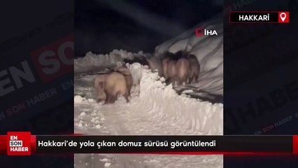 Hakkari’de yola çıkan domuz sürüsü görüntülendi