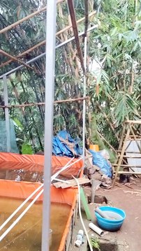 Ciri-ciri LARVA LELE waktunya diberi pakan CACING SUTERA❗Jangan sampai telat