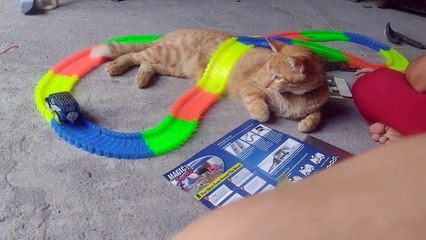 Kitty Becomes Obstacle on Toy Car Track
