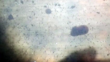 Mau lihat LARVA LELE kecil SUMRINGAH Nemu pakan cacing sutera❓Begini cara mereka makan